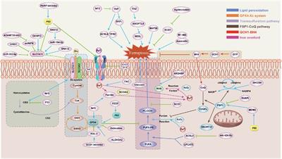 Ferroptosis: mechanism, immunotherapy and role in ovarian cancer